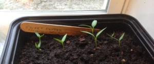 pepperseedlings