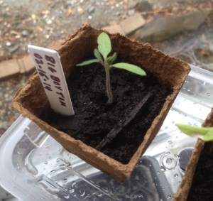 tomatoseedlings